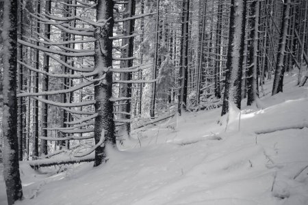 Foto de Bosque cubierto de nieve con pinos en las montañas - Imagen libre de derechos