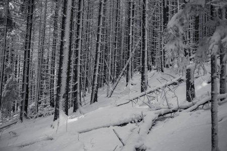 Téléchargez les photos : Forêt enneigée avec pins dans les montagnes - en image libre de droit