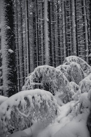 Téléchargez les photos : Forêt enneigée avec pins dans les montagnes - en image libre de droit