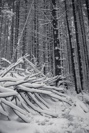 Foto de Hermoso país de las maravillas de invierno con un bosque de pinos cubiertos de nieve - Imagen libre de derechos