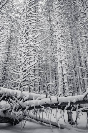 Téléchargez les photos : Beau pays des merveilles hivernales avec une forêt de pins enneigés - en image libre de droit