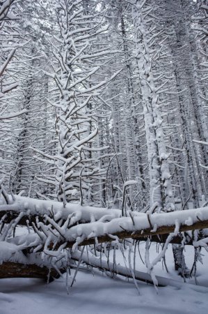 Foto de Hermoso país de las maravillas de invierno con un bosque de pinos cubiertos de nieve - Imagen libre de derechos