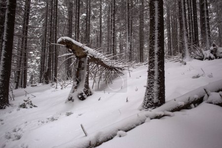 Foto de Bosque de invierno cubierto de nieve, paisaje natural - Imagen libre de derechos