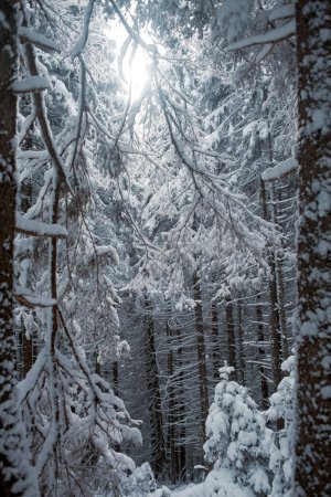 Foto de Bosque de invierno cubierto de nieve, paisaje natural - Imagen libre de derechos