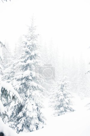Photo for A tranquil winter scene of a pines forest covered in snow. - Royalty Free Image