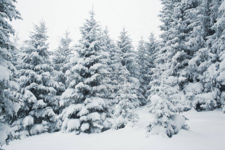 Photo for A tranquil winter scene of a pines forest covered in snow. - Royalty Free Image