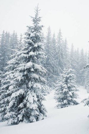 Foto de Una tranquila escena invernal de un bosque de pinos cubierto de nieve. - Imagen libre de derechos