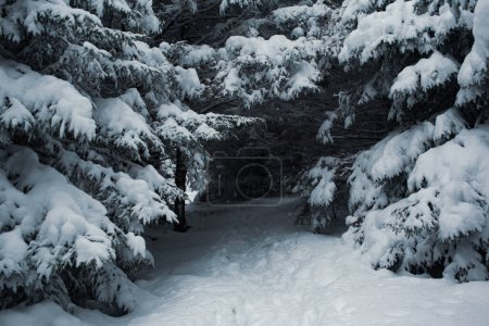 Foto de Una tranquila escena invernal de un bosque de pinos cubierto de nieve. - Imagen libre de derechos