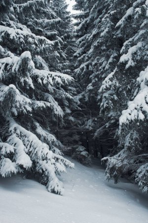 Téléchargez les photos : Beau pays des merveilles hivernales avec une forêt de pins enneigés - en image libre de droit