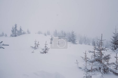 Foto de Una pintoresca vista de mosquitos nevados con un paisaje nevado - Imagen libre de derechos