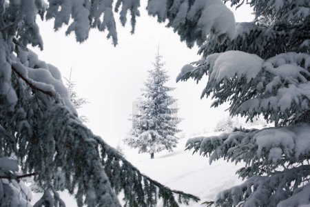 Foto de Un pintoresco bosque de invierno con un paisaje nevado - Imagen libre de derechos