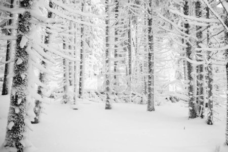 Foto de Un tranquilo bosque de invierno con un ambiente tranquilo. - Imagen libre de derechos