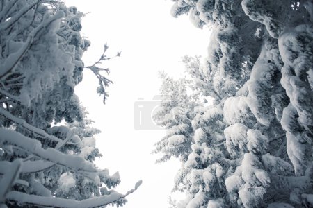 Foto de Un tranquilo bosque de invierno con un ambiente tranquilo. - Imagen libre de derechos