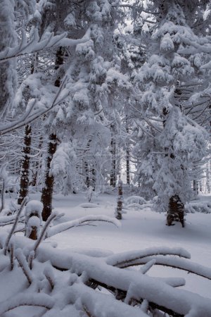 Foto de Un pintoresco bosque de invierno con un paisaje nevado - Imagen libre de derechos