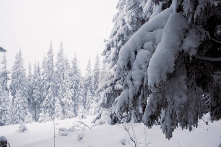 Téléchargez les photos : Une forêt hivernale pittoresque avec un paysage enneigé - en image libre de droit