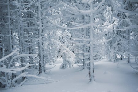 Foto de Un tranquilo santuario de invierno con ramas cubiertas de nieve - Imagen libre de derechos