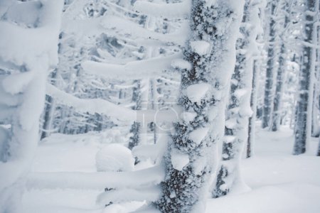 Téléchargez les photos : Un sanctuaire d'hiver paisible avec des branches enneigées - en image libre de droit