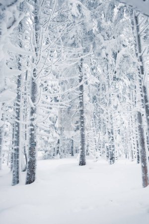 Foto de Un tranquilo santuario de invierno con ramas cubiertas de nieve - Imagen libre de derechos