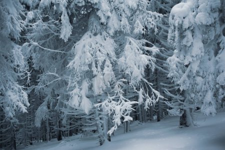 Téléchargez les photos : Belle vue sur la paisible forêt hivernale enneigée - en image libre de droit