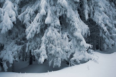Foto de Hermosa vista del tranquilo bosque de invierno cubierto de nieve - Imagen libre de derechos