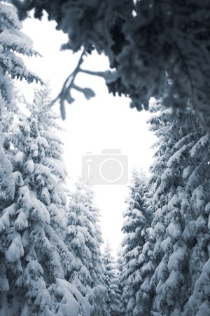 Téléchargez les photos : Belle vue sur la paisible forêt hivernale enneigée - en image libre de droit