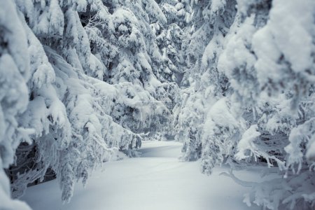 Foto de Hermosa vista del tranquilo bosque de invierno cubierto de nieve - Imagen libre de derechos