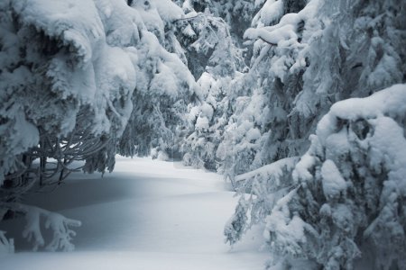 Téléchargez les photos : Paysage hivernal magique avec des arbres enneigés dans les montagnes - en image libre de droit