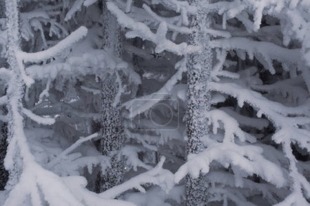 Téléchargez les photos : Paysage hivernal magique avec des arbres enneigés dans la forêt - en image libre de droit