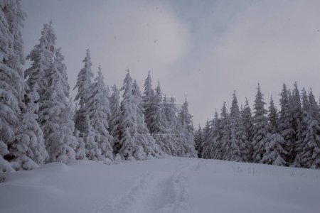 Téléchargez les photos : Une vue imprenable sur un pin enneigé dans la forêt de montagne en hiver - en image libre de droit