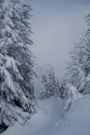 Foto de Una vista impresionante de un pino nevado en el bosque de montaña en invierno - Imagen libre de derechos