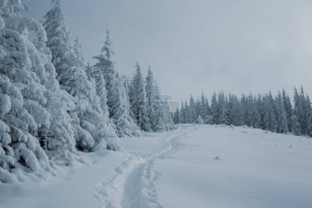 Foto de Una vista impresionante de un pino nevado en el bosque de montaña en invierno - Imagen libre de derechos