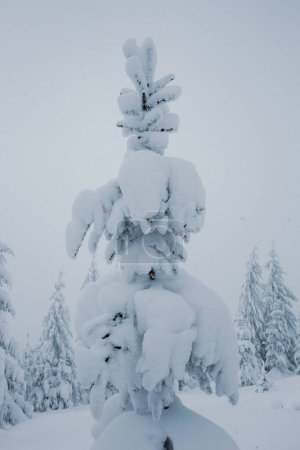 Téléchargez les photos : Une vue imprenable sur un pin enneigé dans la forêt de montagne en hiver - en image libre de droit