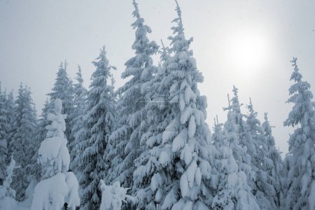 Photo for A snowy forest landscape with tall pine trees in the mountains - Royalty Free Image