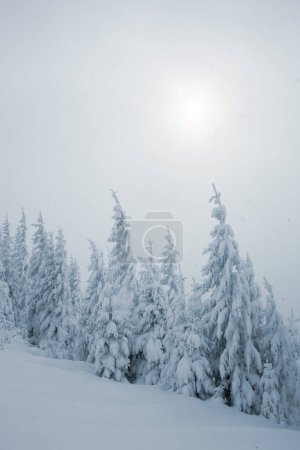 Foto de Un paisaje de bosque nevado con altos pinos en las montañas - Imagen libre de derechos