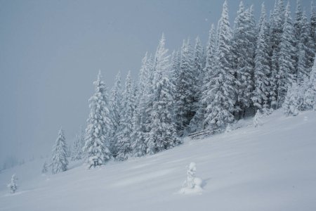Téléchargez les photos : Un paysage forestier enneigé avec de grands pins dans les montagnes - en image libre de droit