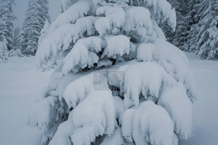 Foto de Paisajes mágicos de invierno con árboles cubiertos de nieve en las montañas - Imagen libre de derechos