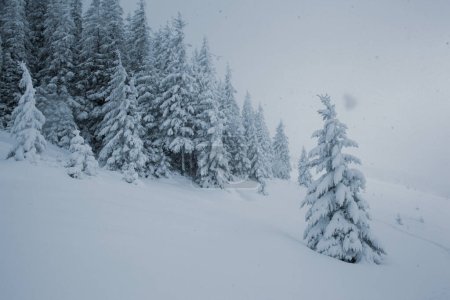 Téléchargez les photos : Pays des merveilles hivernales avec des pins enneigés dans les montagnes - en image libre de droit