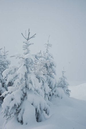 Téléchargez les photos : Belle vue sur la forêt d'hiver avec des pins enneigés - en image libre de droit