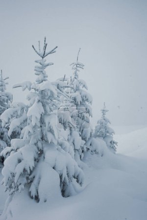 Foto de Hermosa vista del bosque de invierno con pinos cubiertos de nieve - Imagen libre de derechos