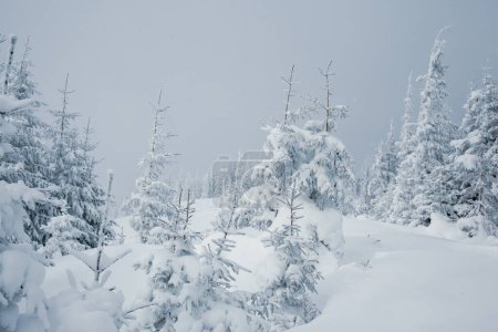 Téléchargez les photos : Pays des merveilles hivernales avec des pins enneigés dans les montagnes - en image libre de droit