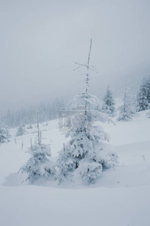 Foto de Maravilla invernal con pinos nevados en las montañas - Imagen libre de derechos