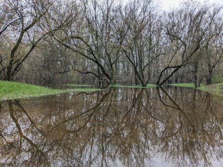 Téléchargez les photos : Arbres dans le parc inondés d'eau après le débordement de la rivière - en image libre de droit