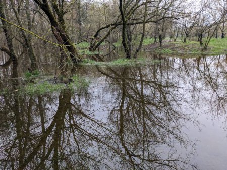 Photo for Trees in the park flooded with water after overflowed of the river - Royalty Free Image