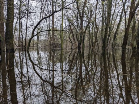 Téléchargez les photos : Arbres dans le parc inondés d'eau après le débordement de la rivière - en image libre de droit