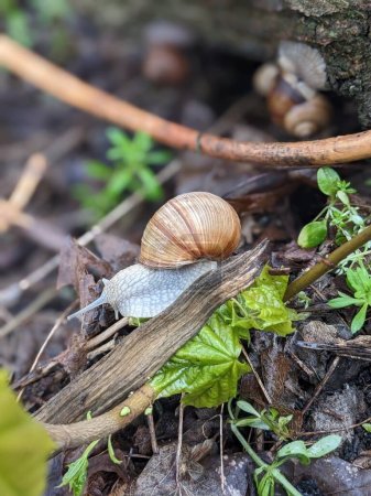 Téléchargez les photos : Vue rapprochée de l'escargot rampant entre les feuilles - en image libre de droit