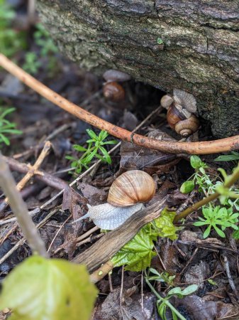Photo for Close-up view of snail crawling between leaves - Royalty Free Image