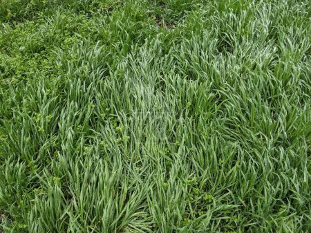 Photo for Beautiful green grass background in the springtime - Royalty Free Image