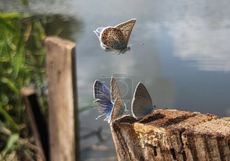 Photo for Beautiful butterfly on the lake - Royalty Free Image