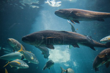 Foto de Foto submarina de los peces en el agua, acuario - Imagen libre de derechos