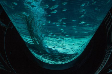 Téléchargez les photos : Beau paysage sous-marin avec des poissons - en image libre de droit